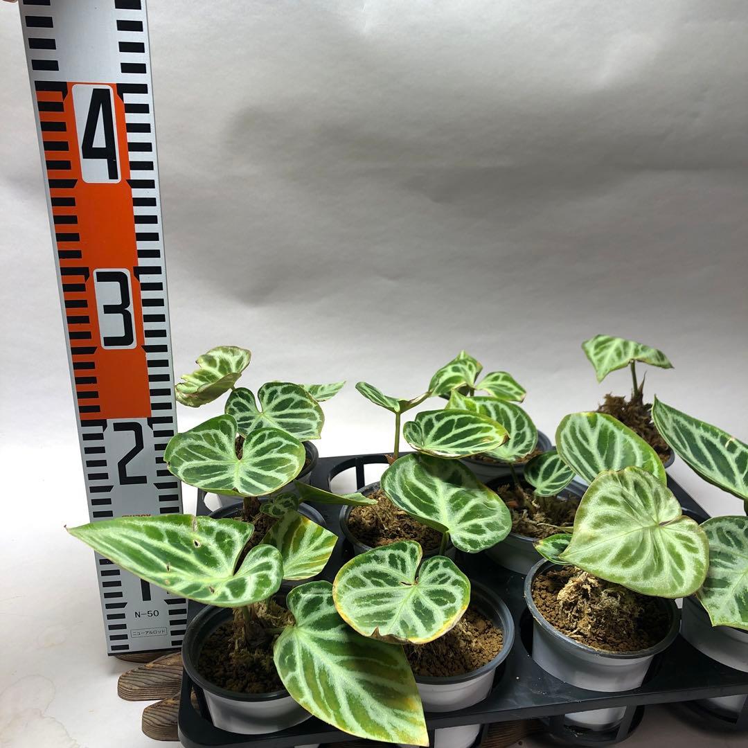 MS39 10株セット訳ありアンスリウム ドラヤキ