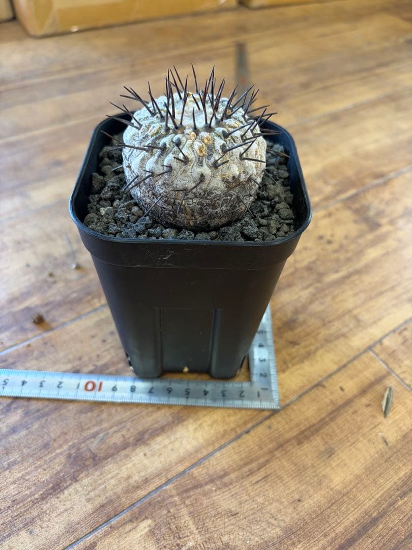 コピアポア 現地球 2年育成