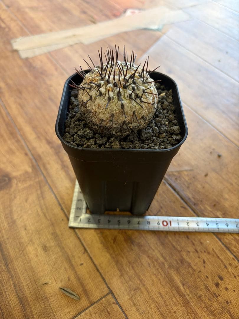 コピアポア 現地球 2年育成