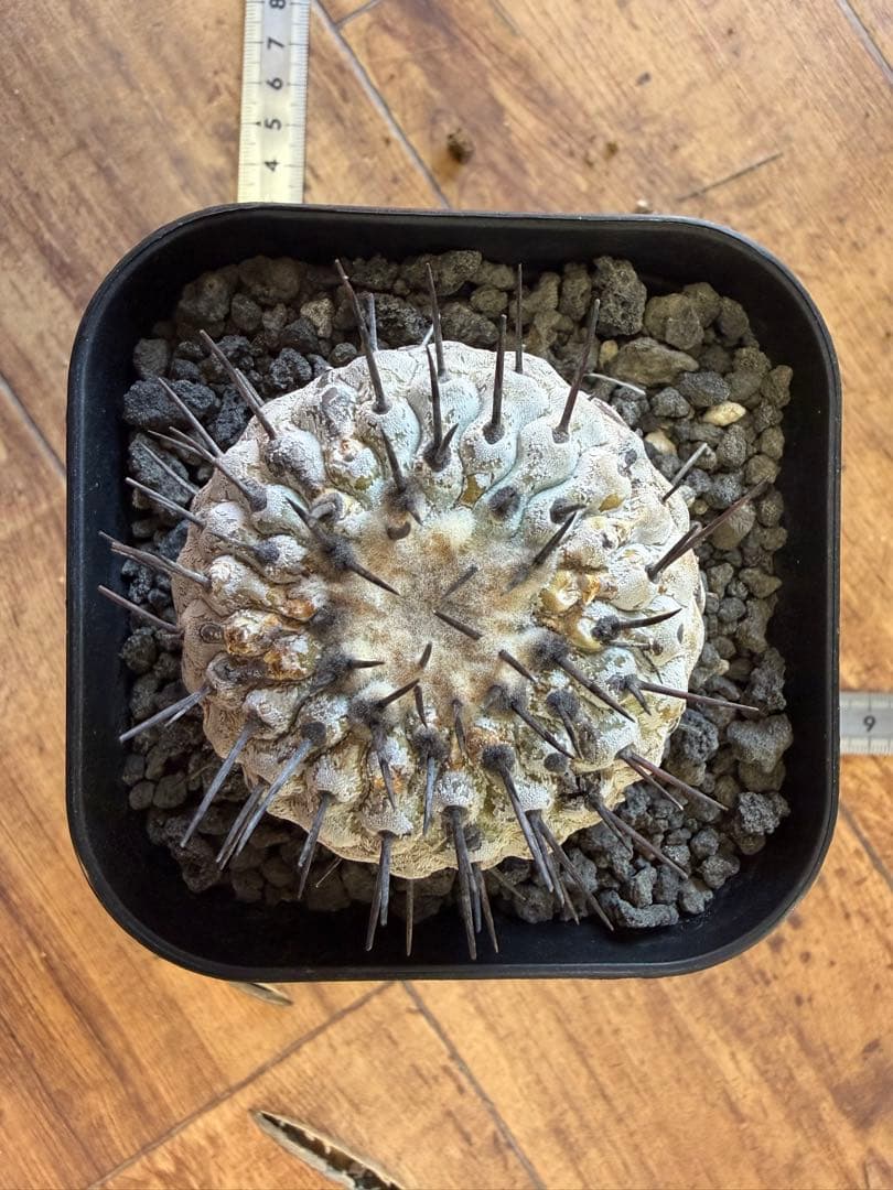 コピアポア 現地球 2年育成