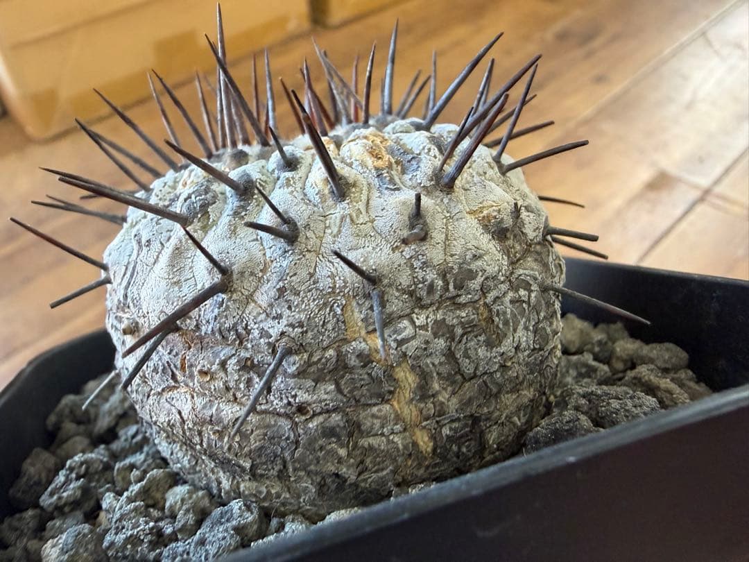 コピアポア 現地球 2年育成