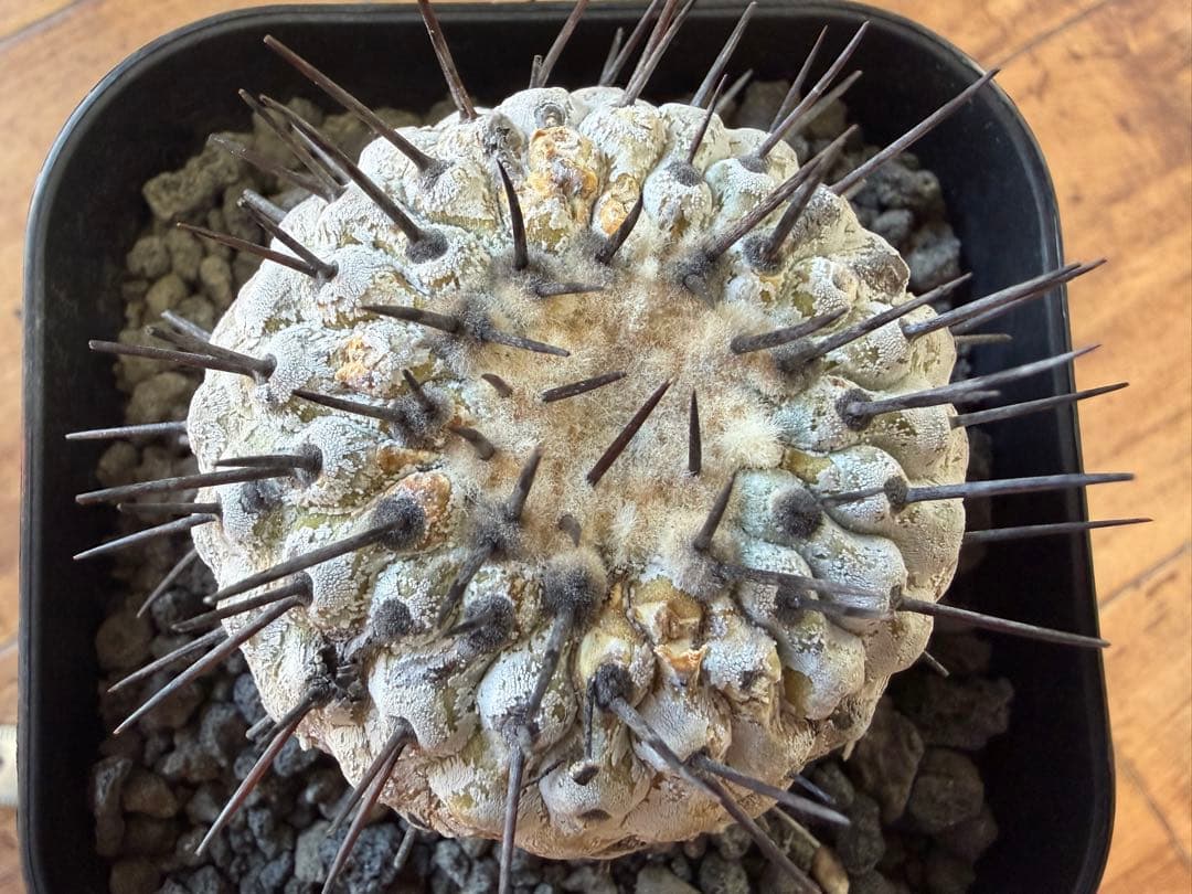 コピアポア 現地球 2年育成