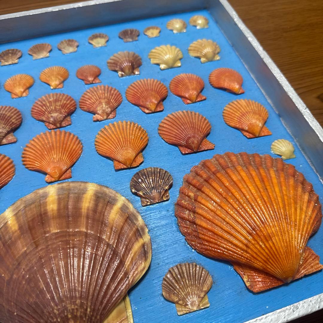 貝殻　カイガラ　手作り