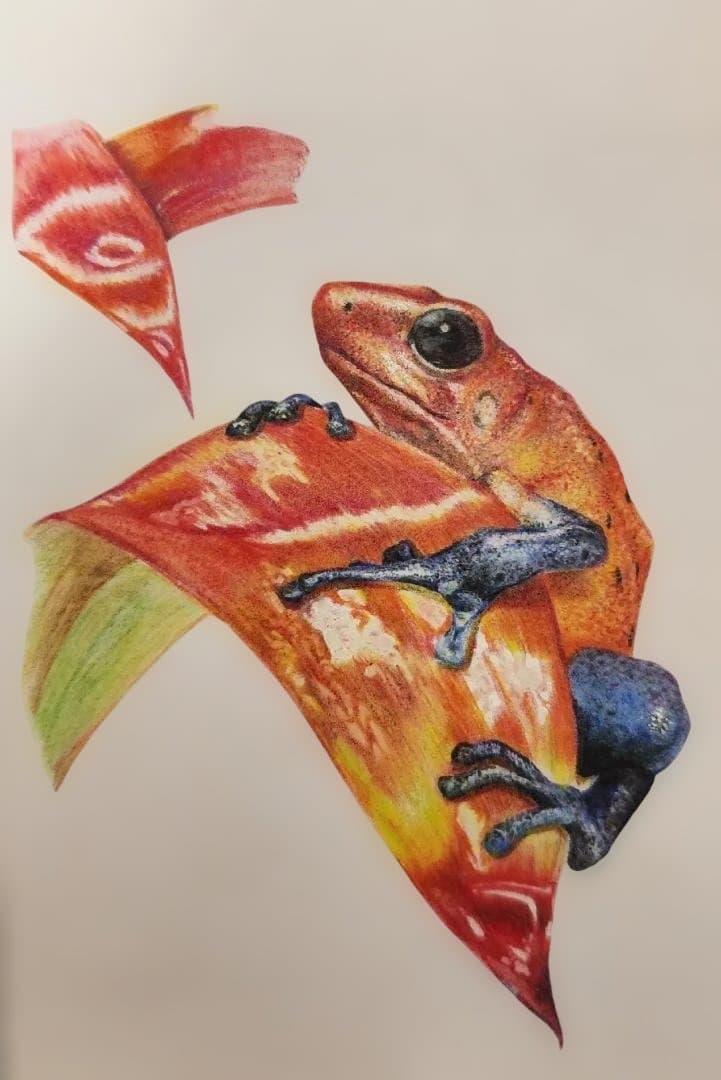 色鉛筆画　Eyes Toward Hope （希望へ向かう瞳）