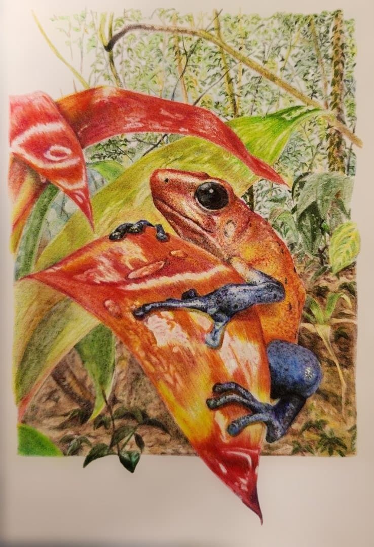 色鉛筆画　Eyes Toward Hope （希望へ向かう瞳）