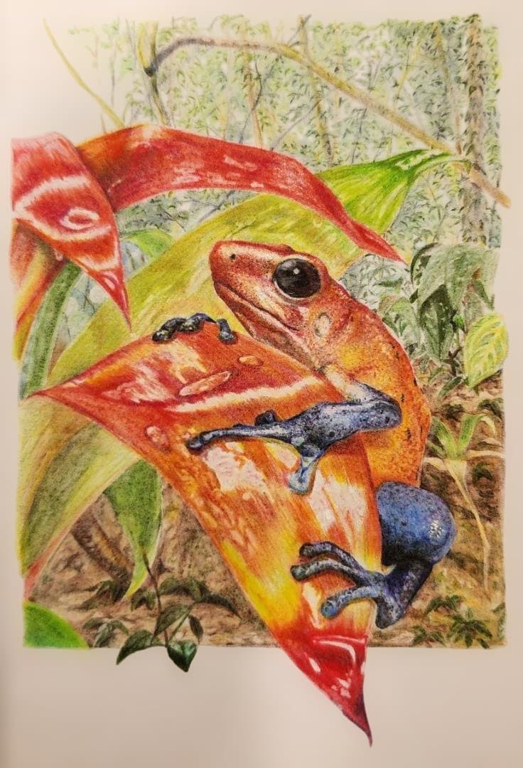 色鉛筆画　Eyes Toward Hope （希望へ向かう瞳）