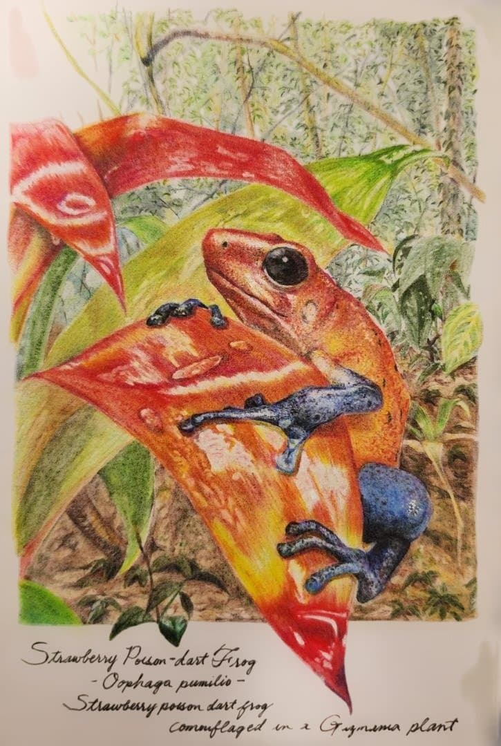 色鉛筆画　Eyes Toward Hope （希望へ向かう瞳）