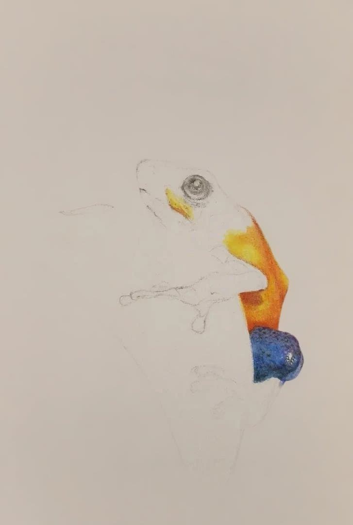 色鉛筆画　Eyes Toward Hope （希望へ向かう瞳）