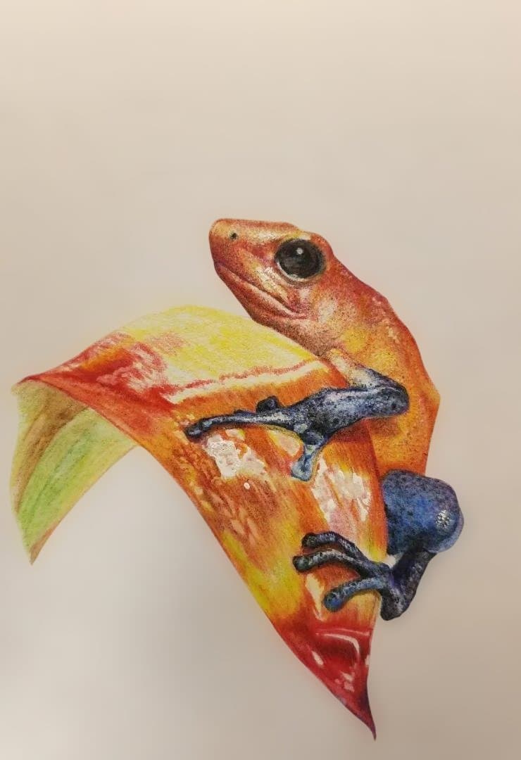 色鉛筆画　Eyes Toward Hope （希望へ向かう瞳）