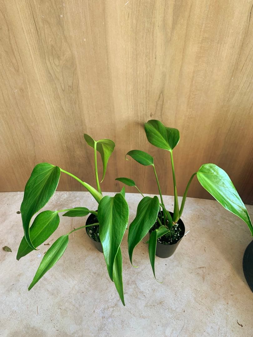 モンステラ・バールマルクス　フレーム　２個セット‼️１株3490円