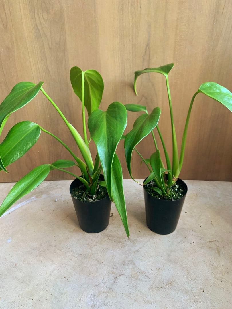 モンステラ・バールマルクス　フレーム　２個セット‼️１株3490円