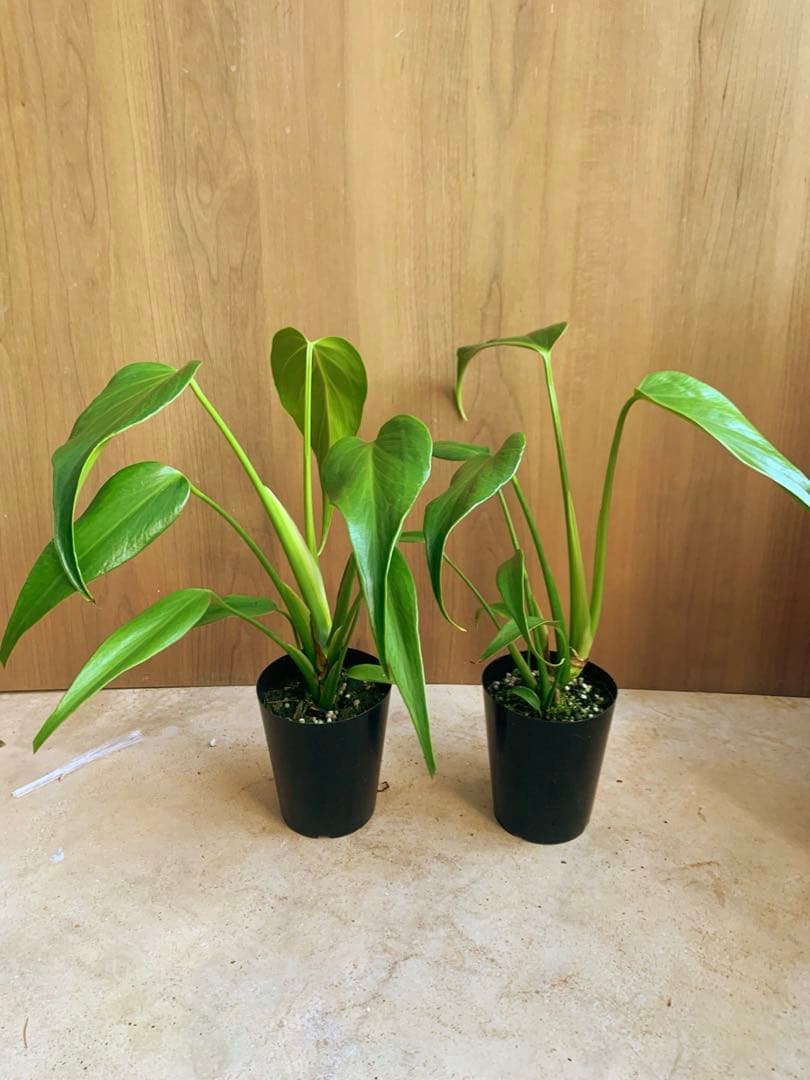 モンステラ・バールマルクス　フレーム　２個セット‼️１株3490円