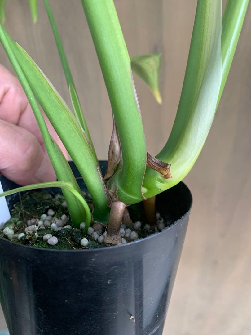 モンステラ・バールマルクス　フレーム　２個セット‼️１株3490円