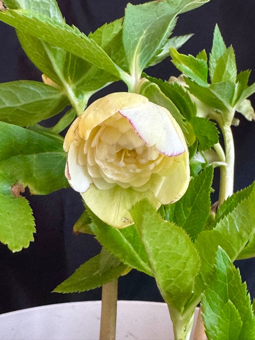 ❤️加藤農園❤️多弁ゴールド系カップ咲きハイブリッド❤️クリスマスローズ