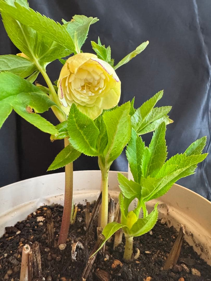 ❤️加藤農園❤️多弁ゴールド系カップ咲きハイブリッド❤️クリスマスローズ