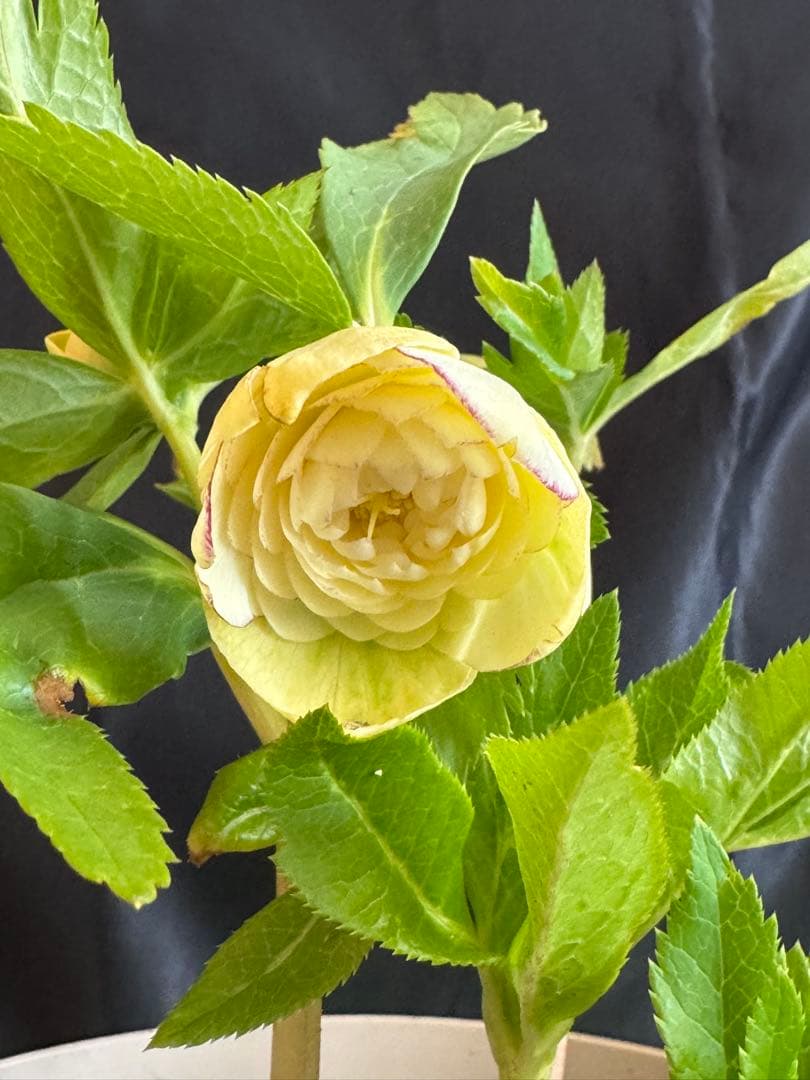 ❤️加藤農園❤️多弁ゴールド系カップ咲きハイブリッド❤️クリスマスローズ