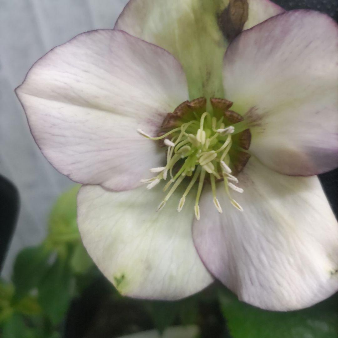 クリスマスローズ⭐️７ポットセット