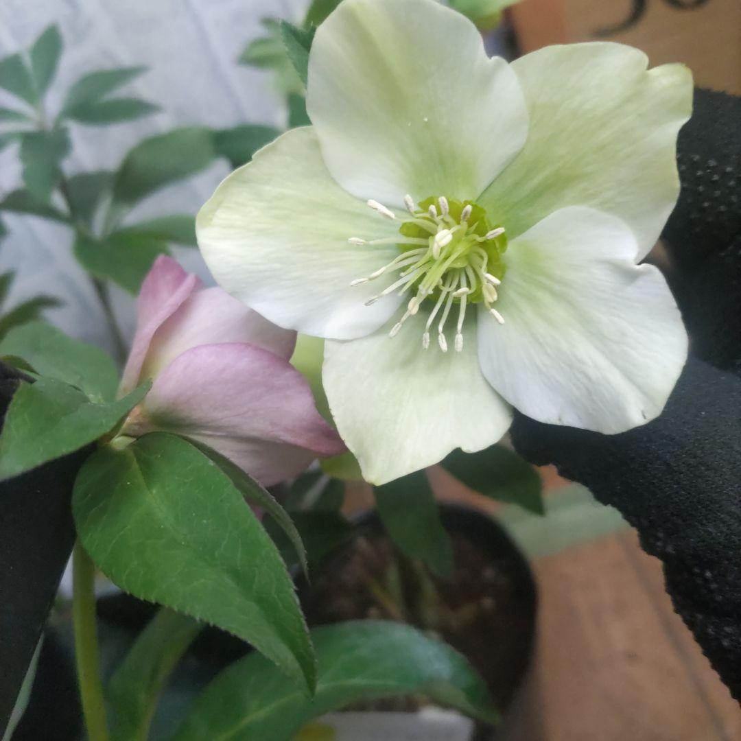 クリスマスローズ⭐️７ポットセット