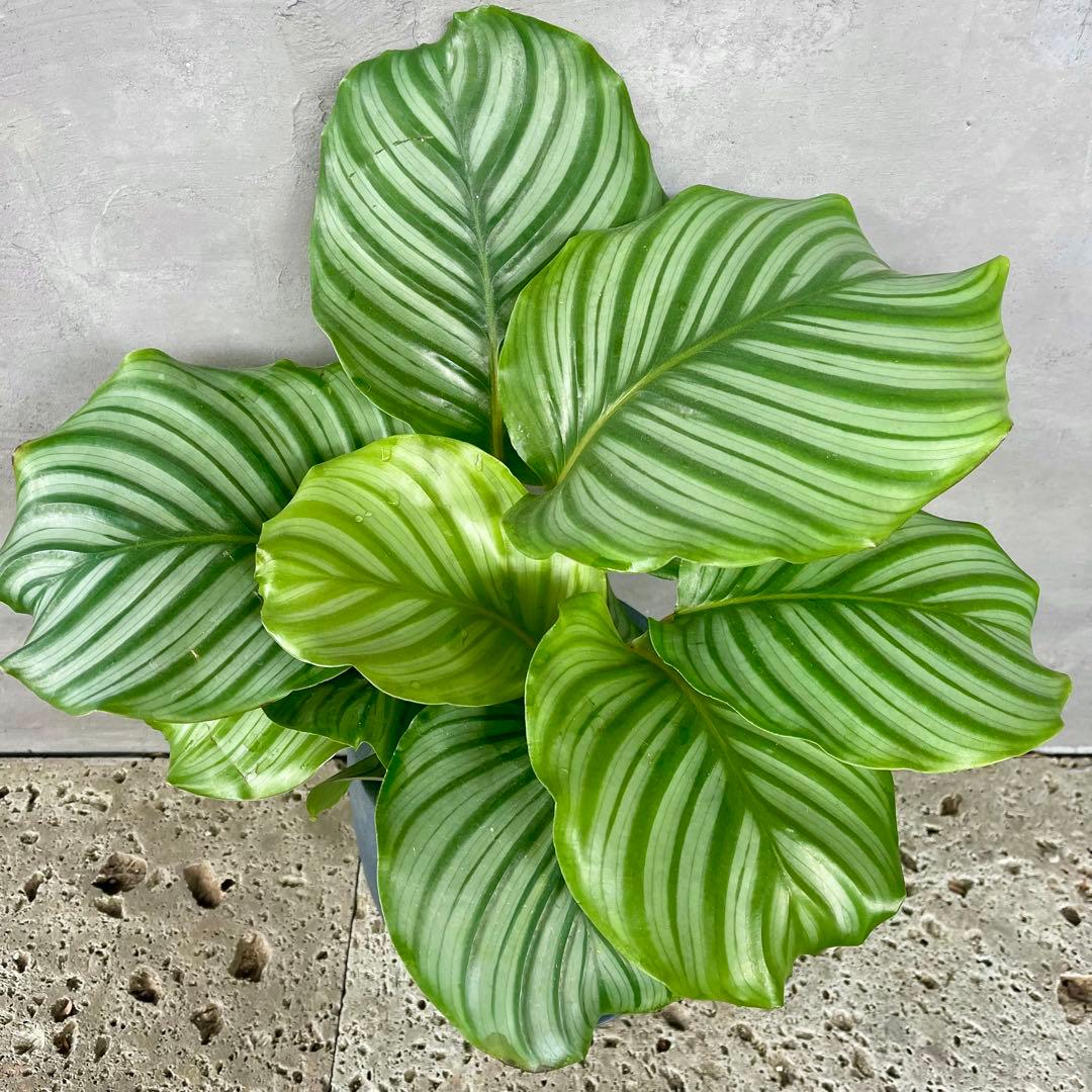 カラテア　オルビフォリア　8号　バルーン陶器鉢　植え込み発送