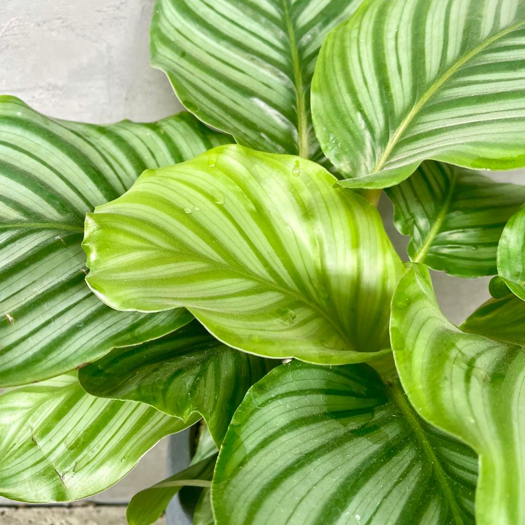 カラテア　オルビフォリア　8号　バルーン陶器鉢　植え込み発送
