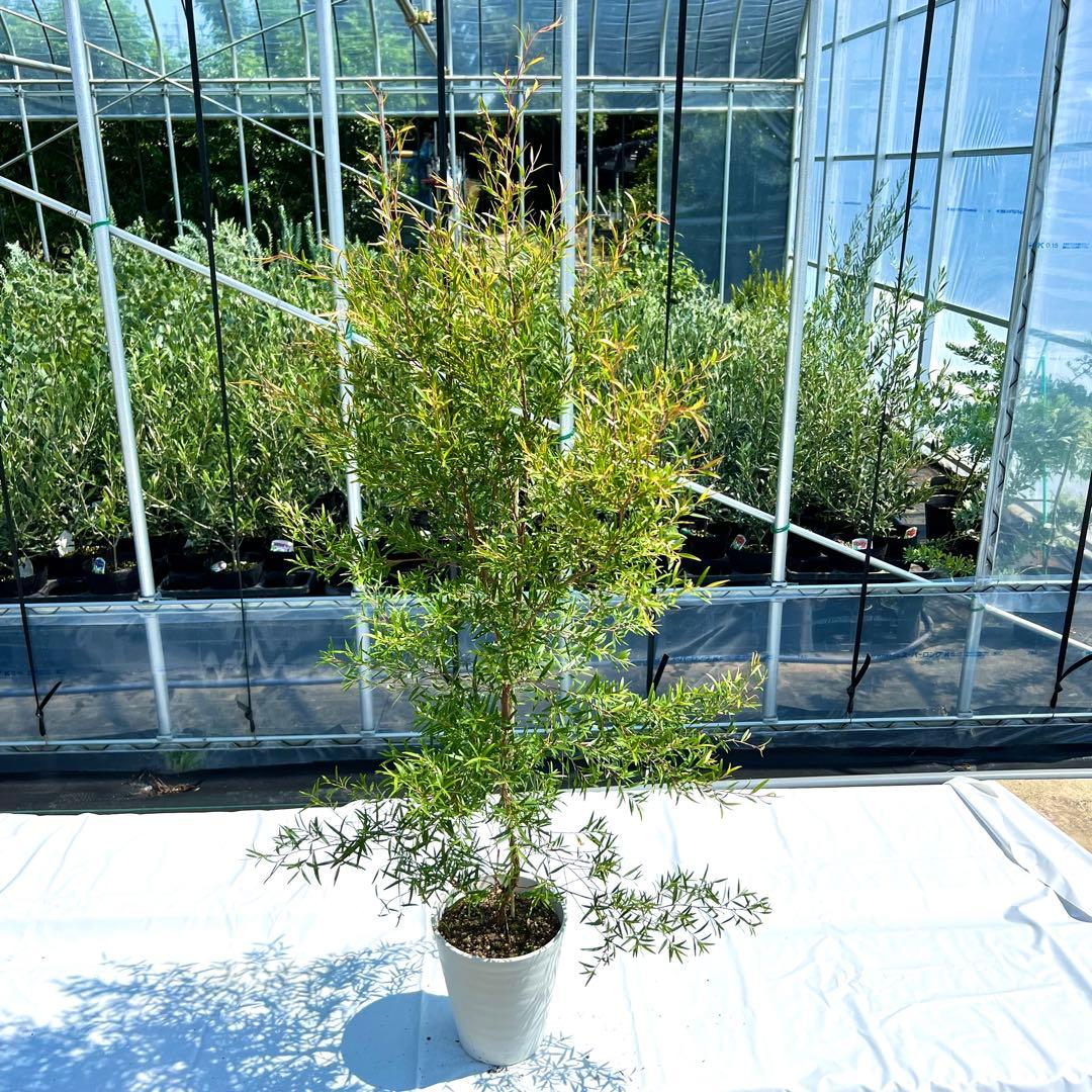 【最安値‼️高さ140㎝前後❗️化粧鉢（白）】レモンティーツリー　ティーツリー 苗