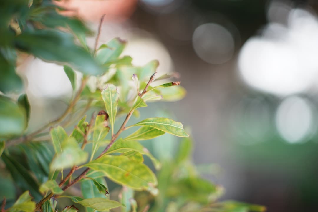【希少】SMC Takumar 85mm F1.8 M42 ポートレート 637