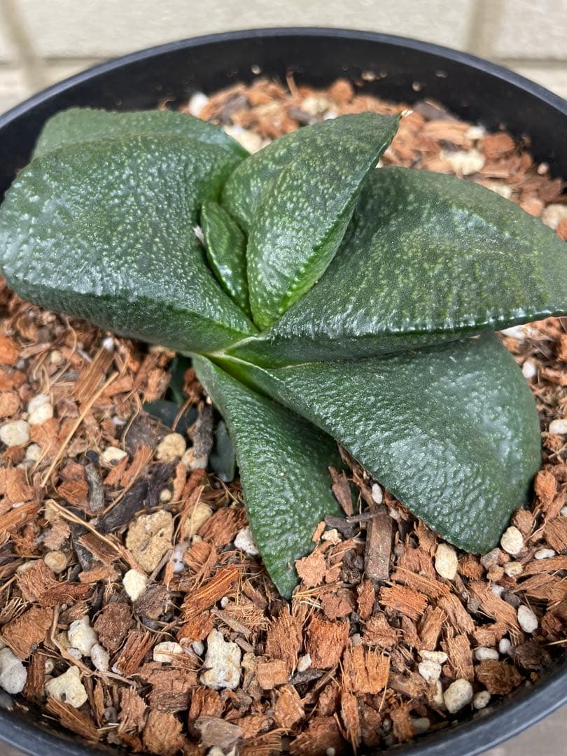 ガステリア 臥牛