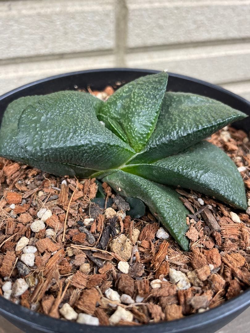 ガステリア 臥牛