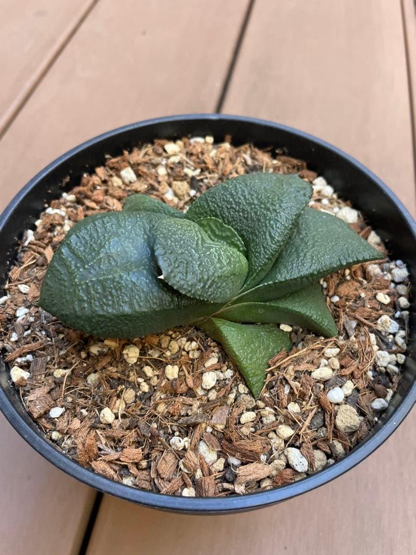 ガステリア 臥牛