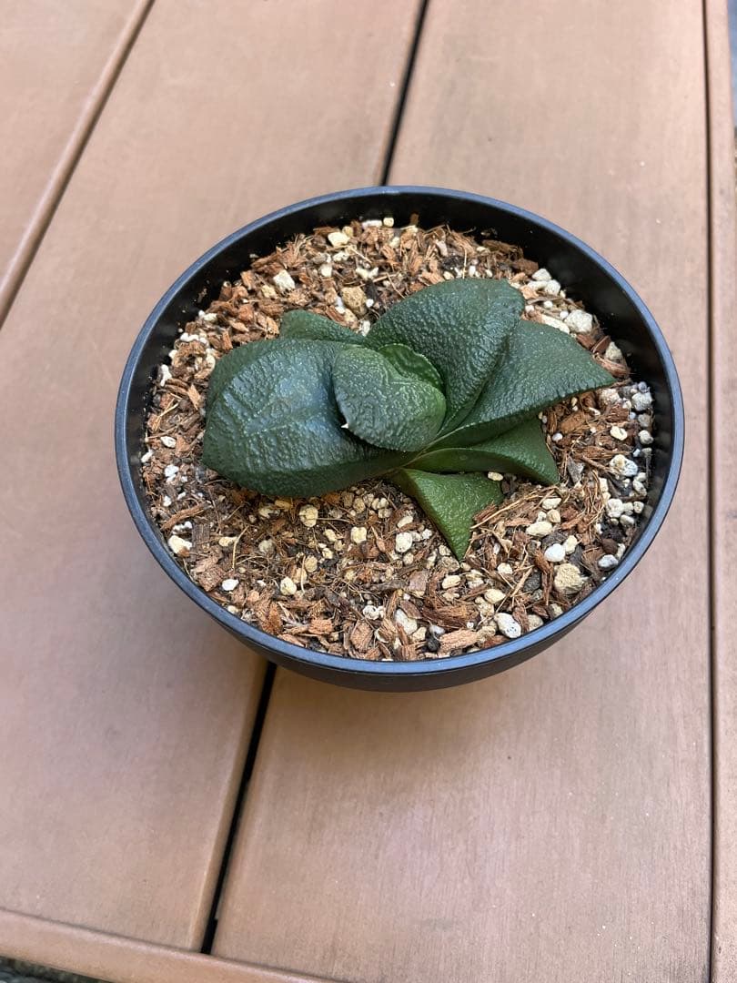 ガステリア 臥牛