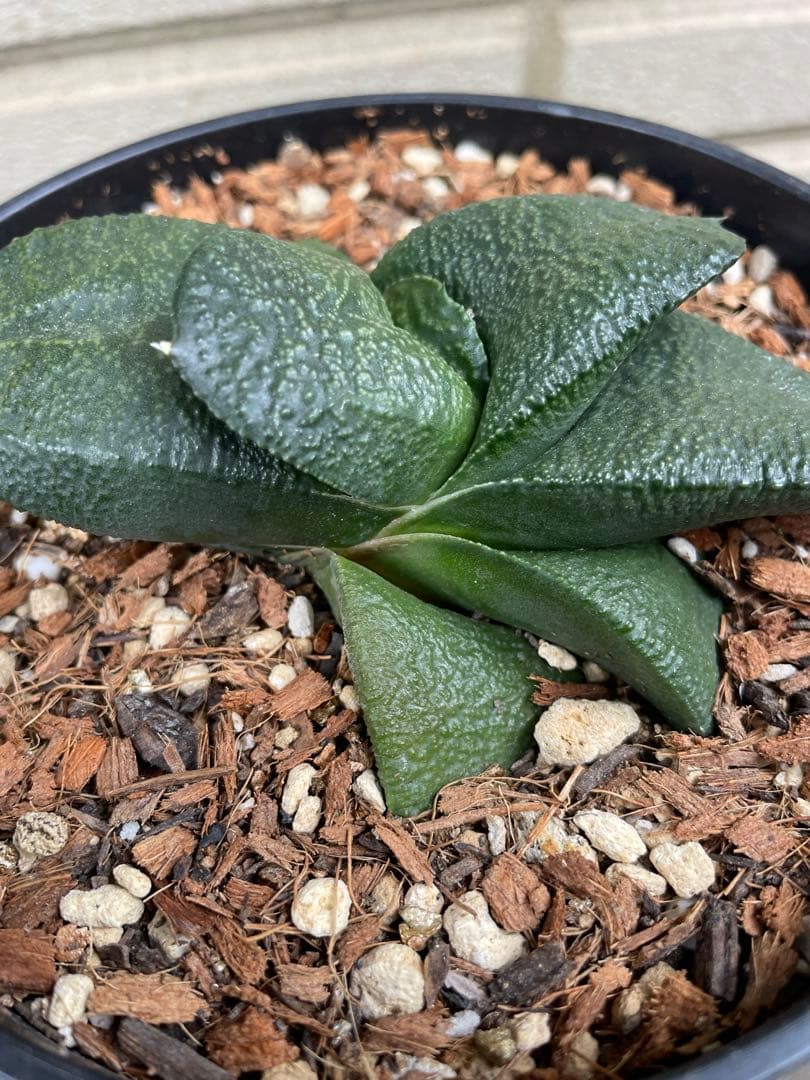 ガステリア 臥牛