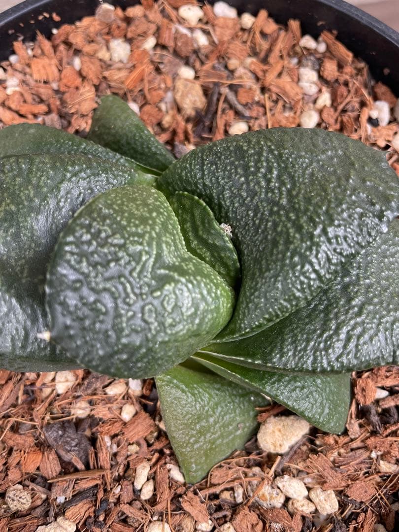 ガステリア 臥牛