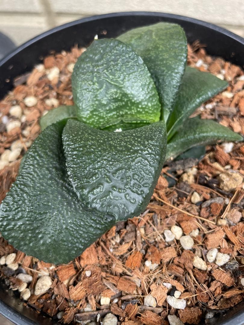 ガステリア 臥牛