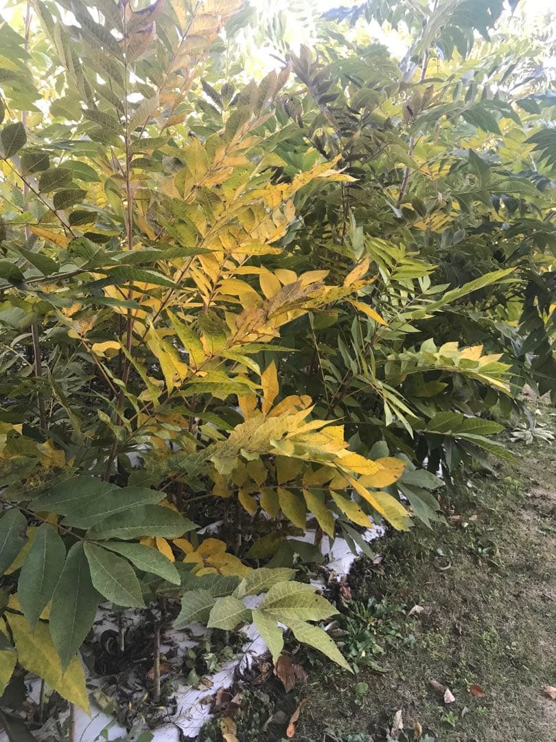 ピーカンナッツ　接木地堀苗　ウィチタ