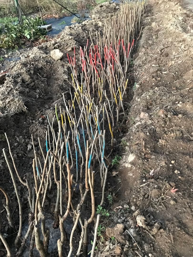 ピーカンナッツ　接木地堀苗　ウィチタ