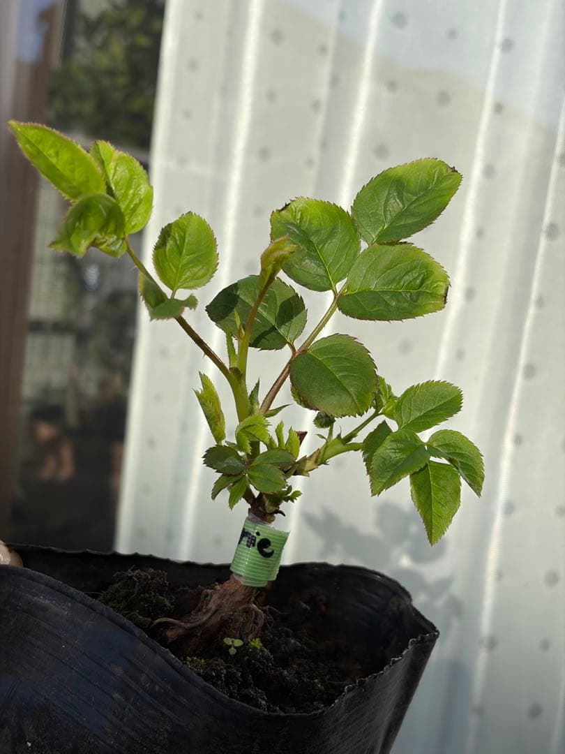 薔薇　バラ苗　イングリッシュローズ　接木新苗　Eug***