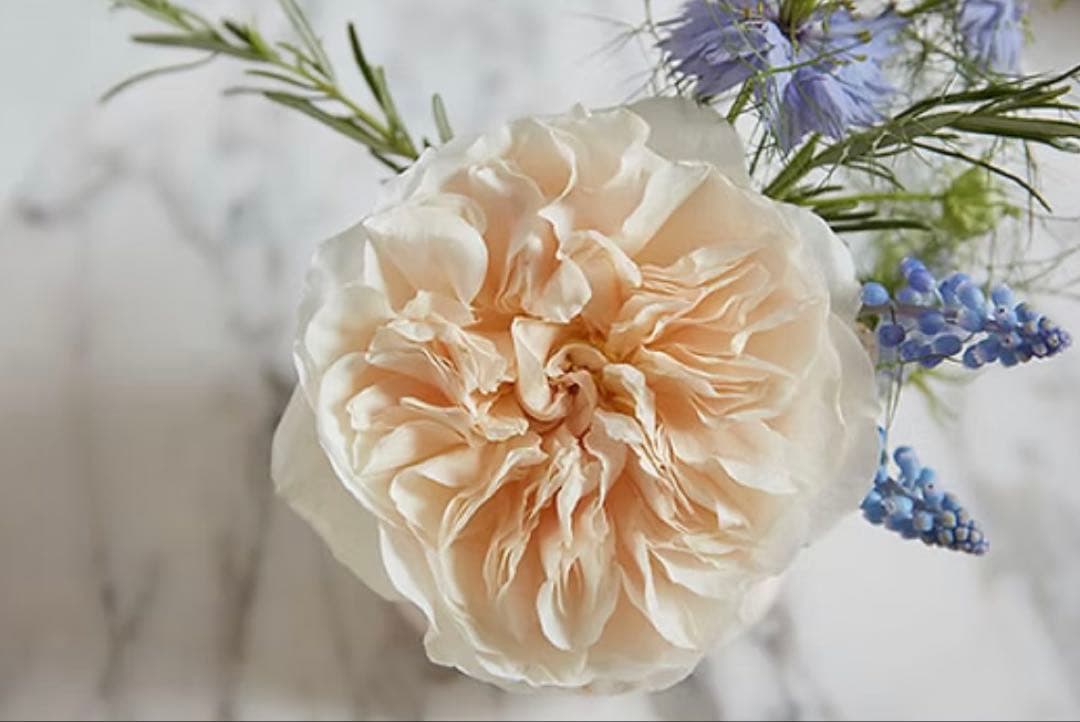 薔薇　バラ苗　イングリッシュローズ　接木新苗　Eug***