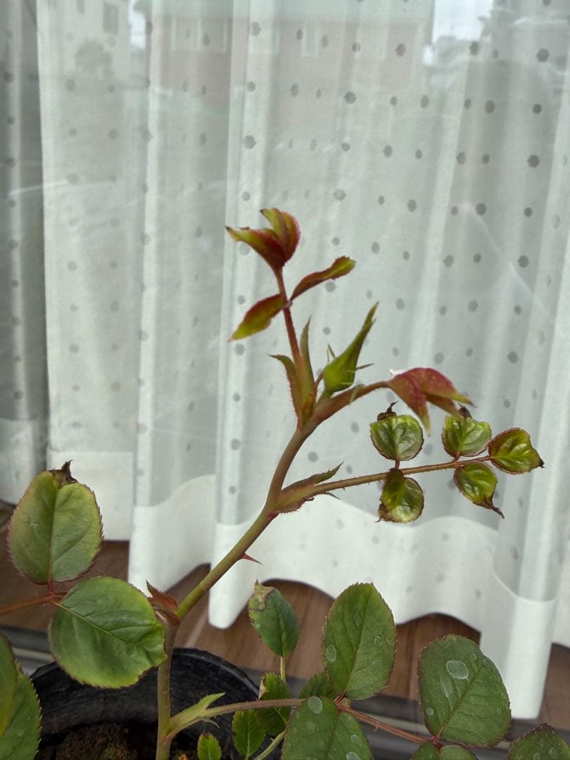 薔薇　バラ苗　イングリッシュローズ　接木新苗　Eug***