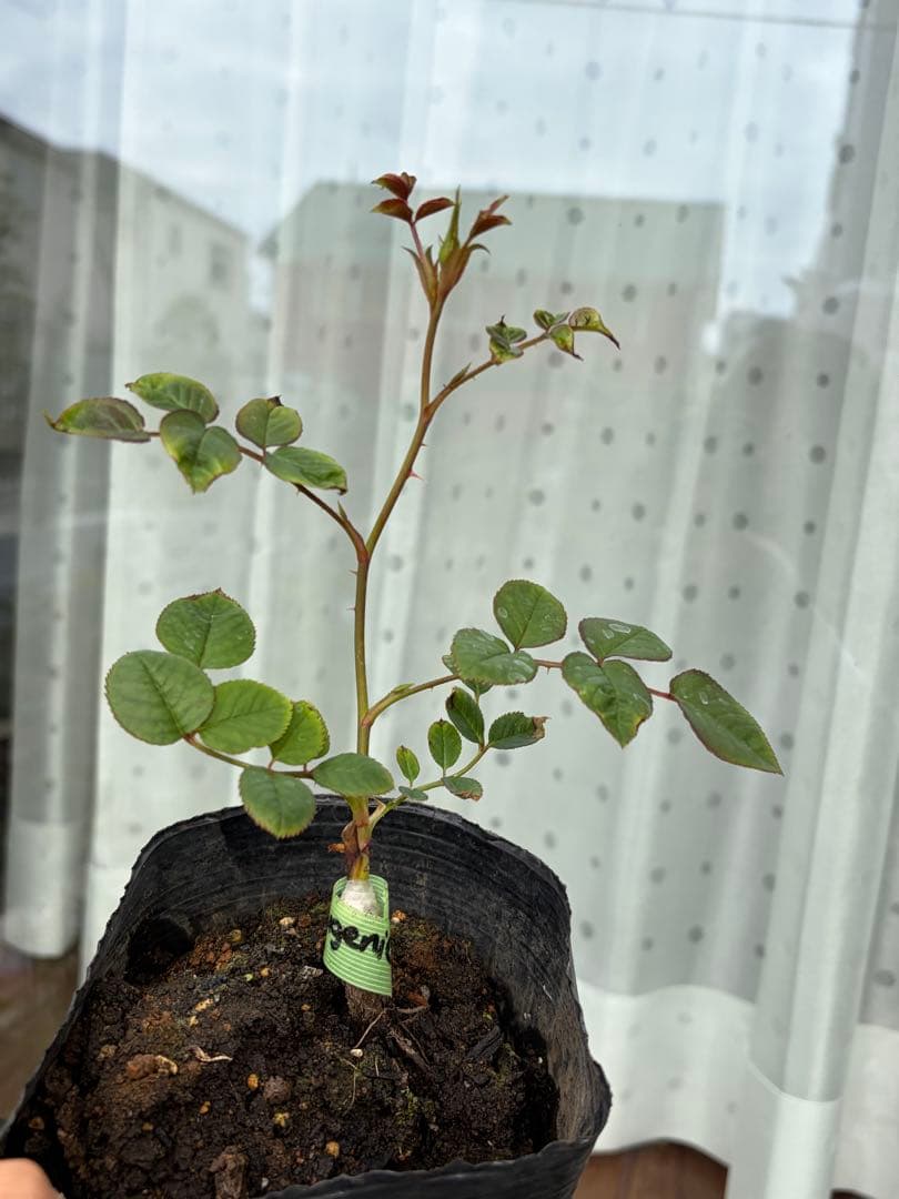 薔薇　バラ苗　イングリッシュローズ　接木新苗　Eug***