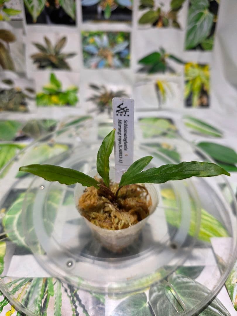 熱帯植物　LA便　スキスマトグロッティスsp.ムヌン ラヤ