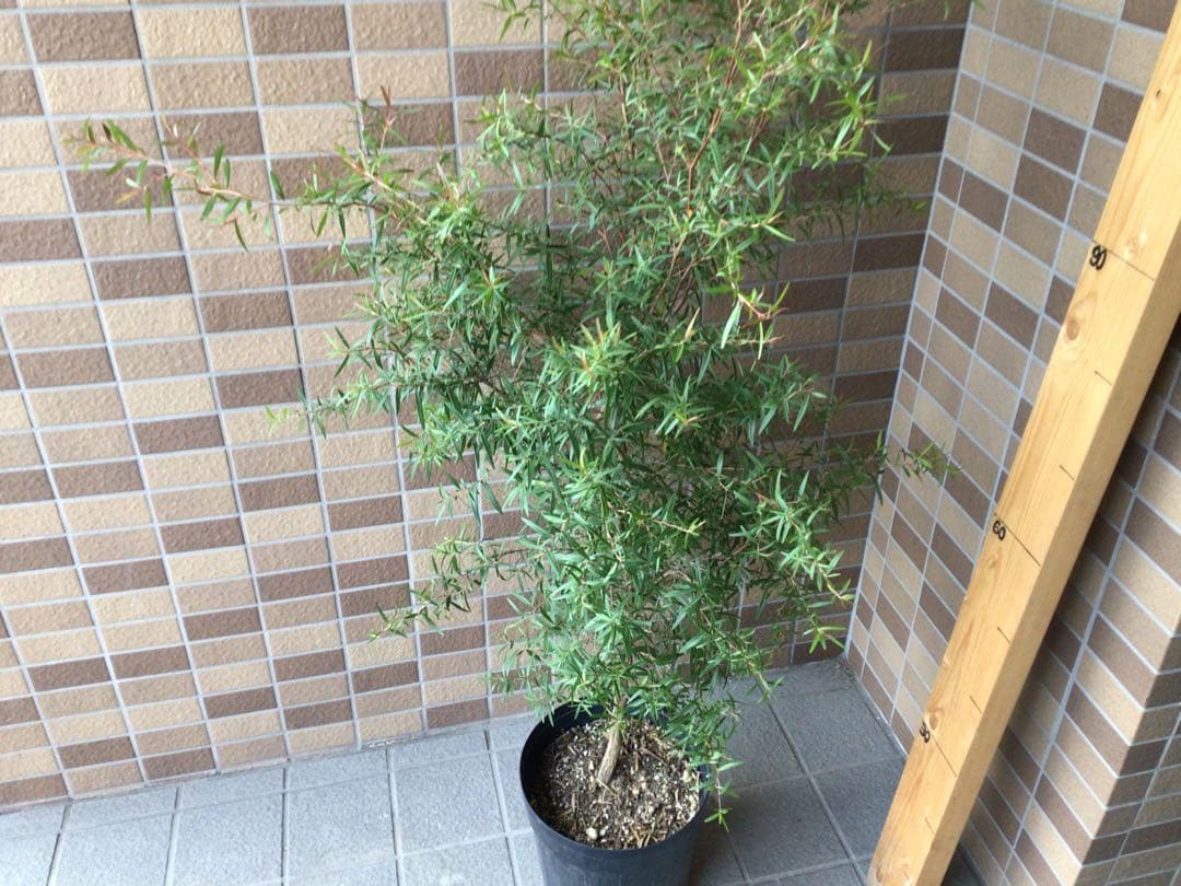 1点もの現品販売です。高さ約120㎝レモンティーツリー
