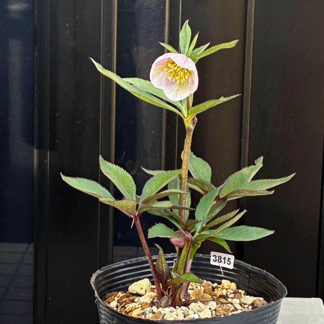 3815☘️タグ付☘️極上☘️⭐️ポーセリン⭐️極上美模様⭐️コンパクト⭐️大木ナーセリー⭐️