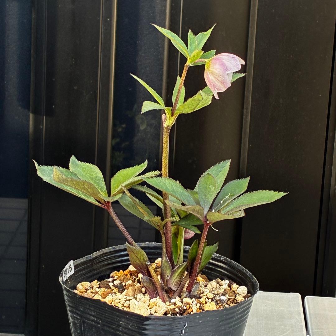 3815☘️タグ付☘️極上☘️⭐️ポーセリン⭐️極上美模様⭐️コンパクト⭐️大木ナーセリー⭐️