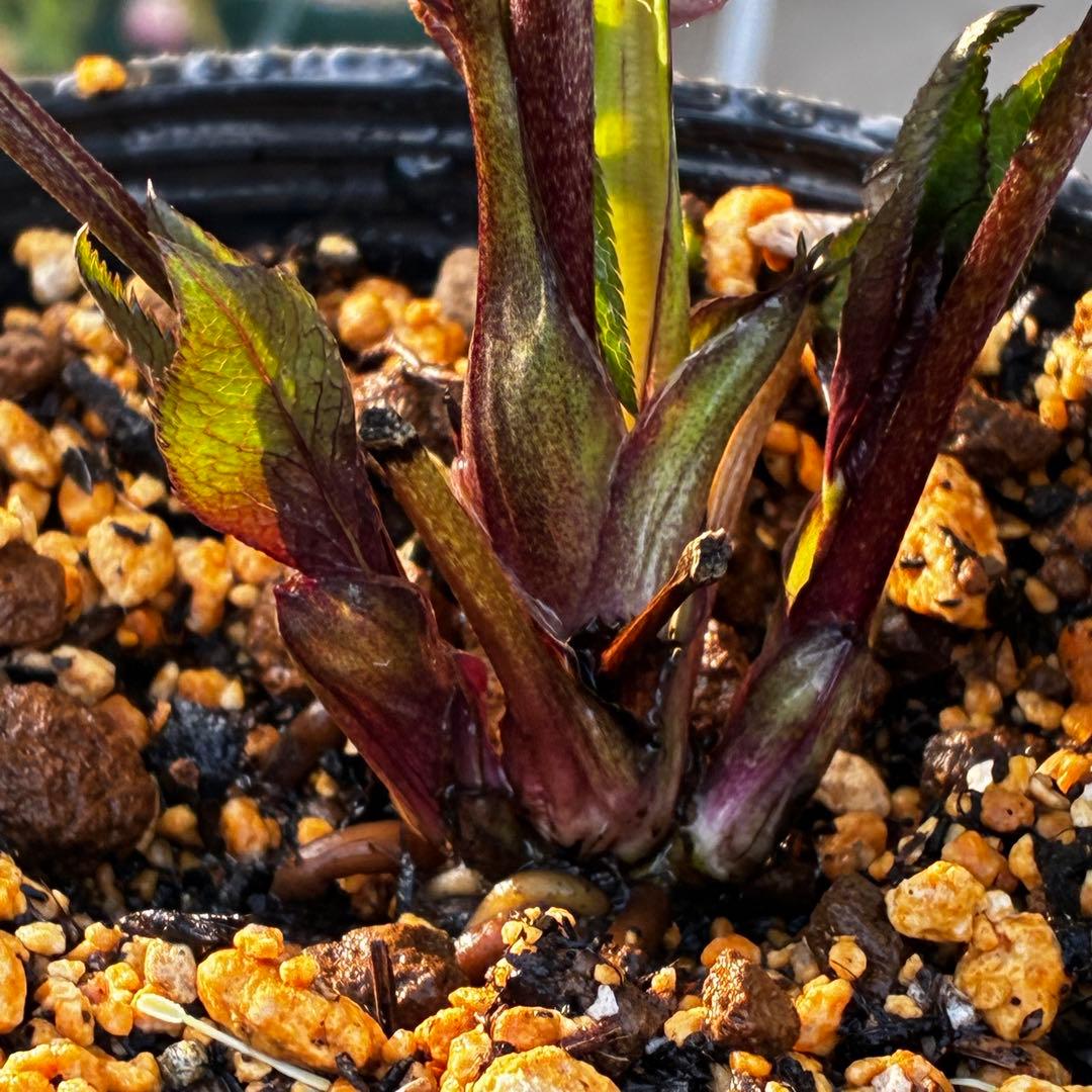 3815☘️タグ付☘️極上☘️⭐️ポーセリン⭐️極上美模様⭐️コンパクト⭐️大木ナーセリー⭐️