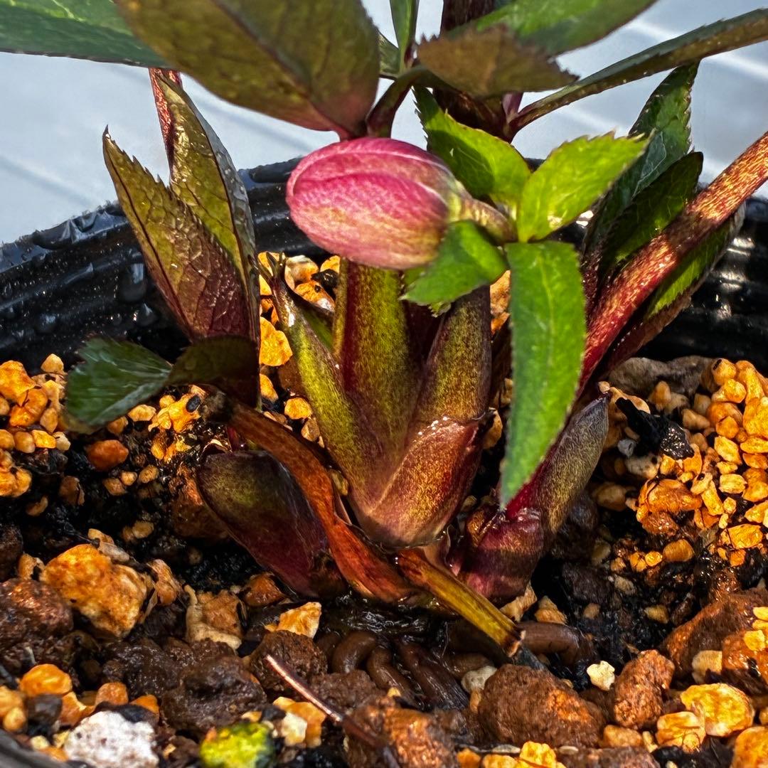 3815☘️タグ付☘️極上☘️⭐️ポーセリン⭐️極上美模様⭐️コンパクト⭐️大木ナーセリー⭐️