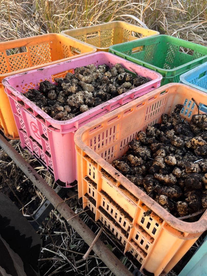鹿児島県南九州市産　菊芋土付き　20キロ
