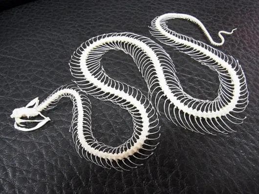 「緑の毒牙」 シロクチアオハブ 骨格標本