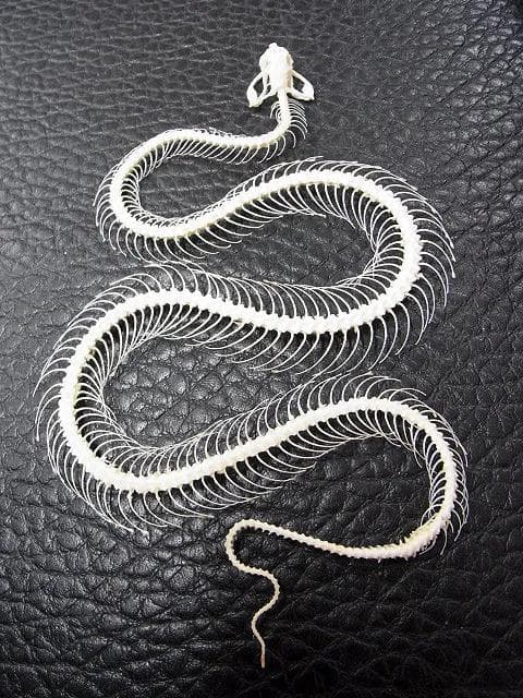 「緑の毒牙」 シロクチアオハブ 骨格標本