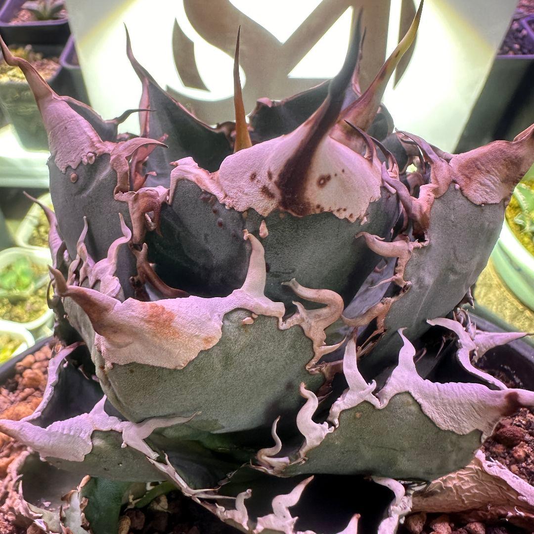 514 【上澳園芸】アガベ チタノタ shangao-007 風魔 裏棘 表棘