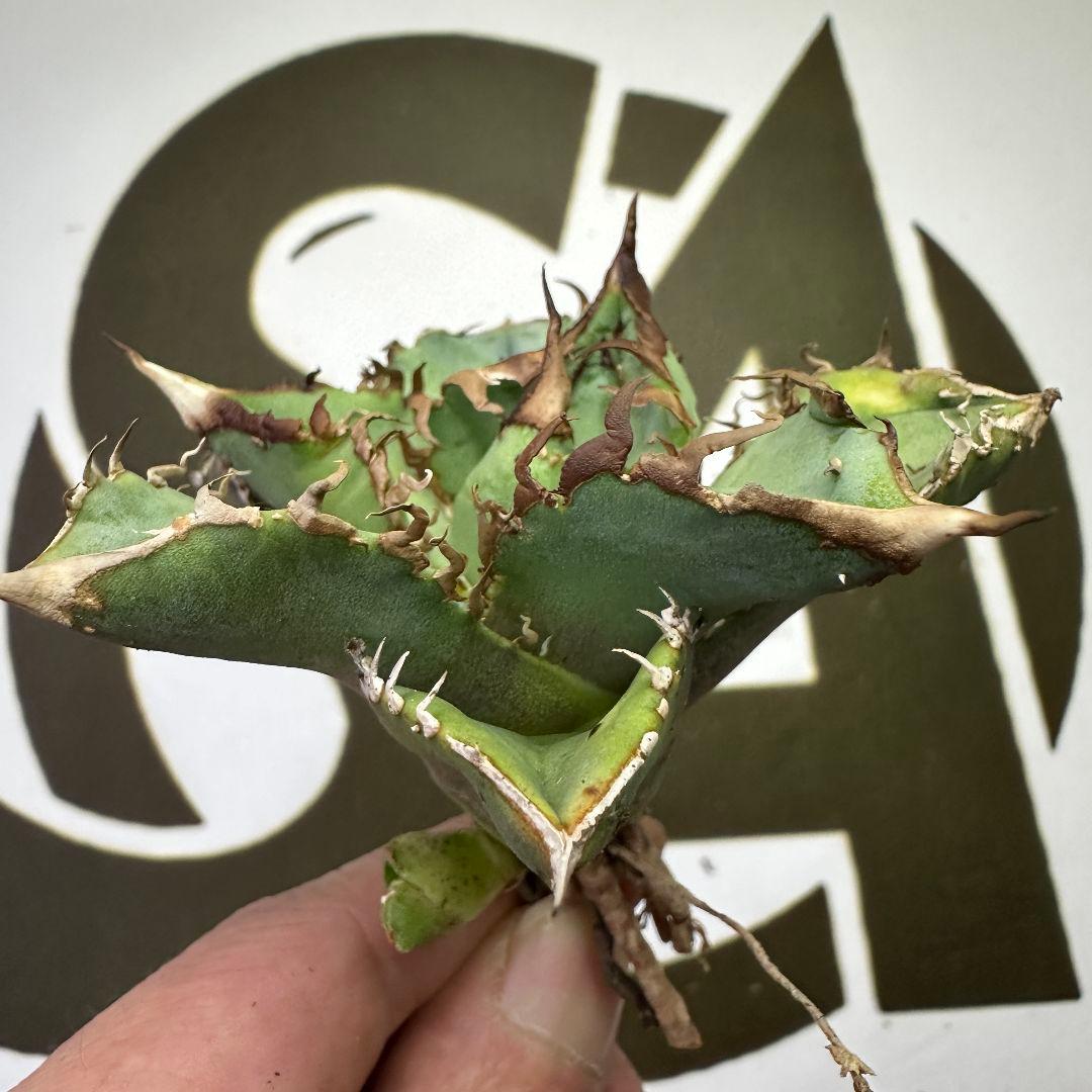 514 【上澳園芸】アガベ チタノタ shangao-007 風魔 裏棘 表棘